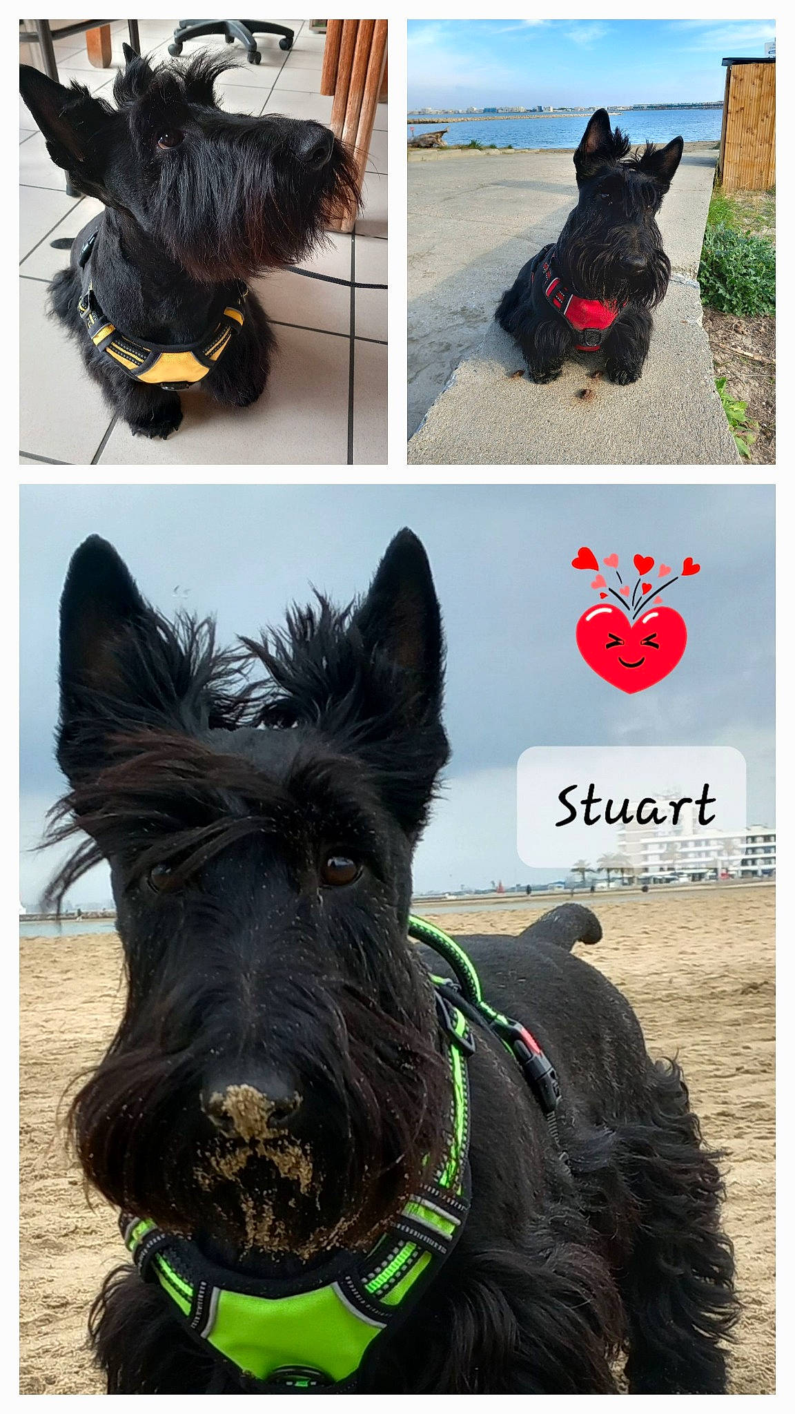 Stuart a rejoint le concours — aidez-le/la à gagner de superbes lots ! black, canidae, dog, dog_breed, font, fur, grass, happy, horse, livestock, mammal, organism, pack_animal, snapshot, sporting_group, stock_photography, terrestrial_animal, vertebrate, white, working_animal