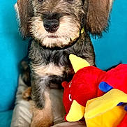 Ari a rejoint le concours — aidez-le/la à gagner de superbes lots ! adorable, animal, black_fur, blue_background, brown_fur, closeup, colorful, companion, cute, dog, furry, indoors, pet, playful, plush_toy, portrait, puppy, soft_surface, toy, young_dog