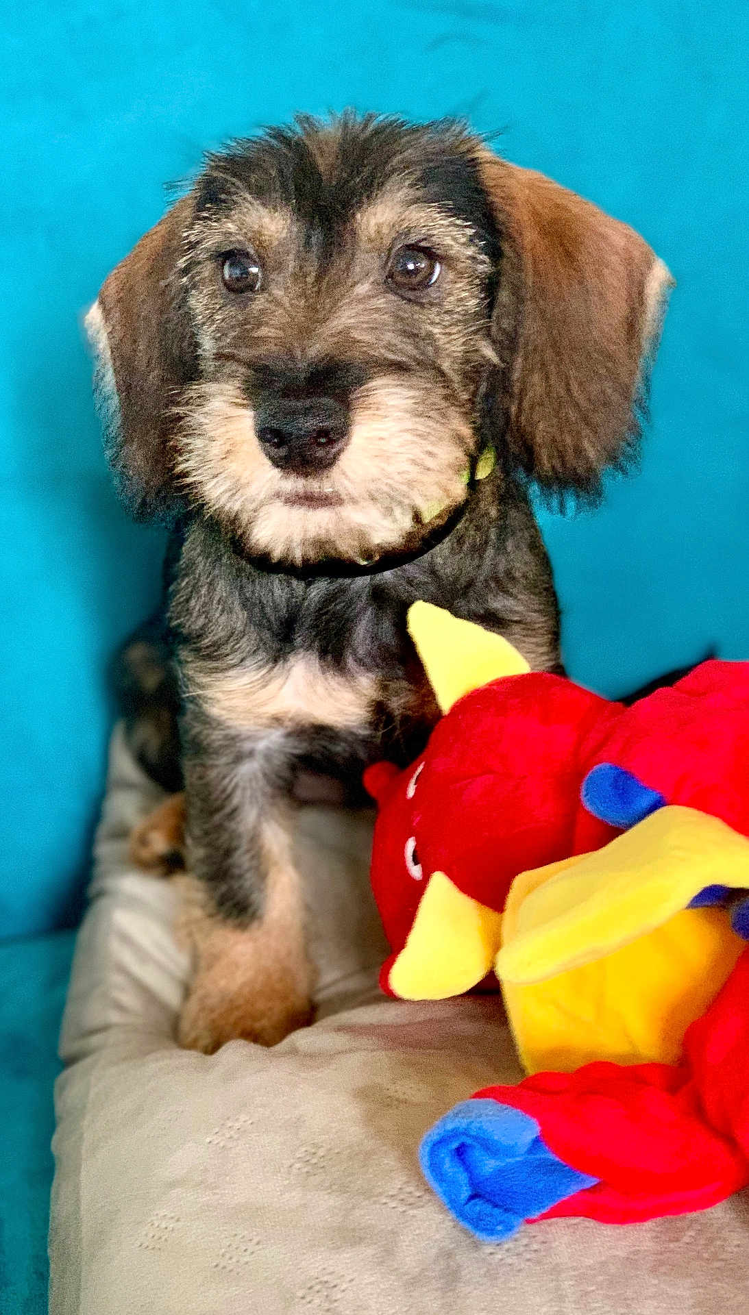 Ari