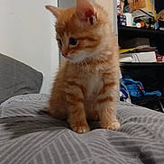 Roquette participe au concours pour gagner de l'argent avec cette photo : kitten, cat, orange_tabby, pet, animal, indoor, bed, blanket, furniture, curious, young, cute, furry, small, sitting, domestic, household, shelf, cozy, soft