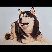 Potter participe au concours pour gagner de l'argent avec cette photo : dog, husky, animal, pet, lying_down, fur, ears, mouth_open, looking_away, portrait, canine, mammal, fluffy, alert, indoor, white_background, cute, friendly, companion, domestic