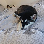 Bounty a rejoint le concours — aidez-le/la à gagner de superbes lots ! puppy, dog, bed, bedding, blanket, pattern, black_and_white, resting, indoor, cute, animal, fur, ears, nose, sleepy, cozy, toy, figurine, background, soft