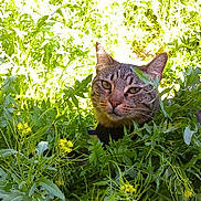 Miso is registered to the contest to win money with this photo: cat, tabby_cat, pet, grass, greenery, plants, leaves, yellow_flowers, outdoor, nature, foliage, whiskers, ears, eyes, collar, face, close_up, resting, sunlight, portrait