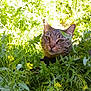 cat, tabby_cat, pet, grass, greenery, plants, leaves, yellow_flowers, outdoor, nature, foliage, whiskers, ears, eyes, collar, face, close_up, resting, sunlight, portrait
