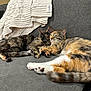 cat, cats, couch, sofa, feline, pet, indoor, cozy, resting, fur, animal, home, blanket, knitted, relaxed, tabby, tortoiseshell, paw, whiskers, ears