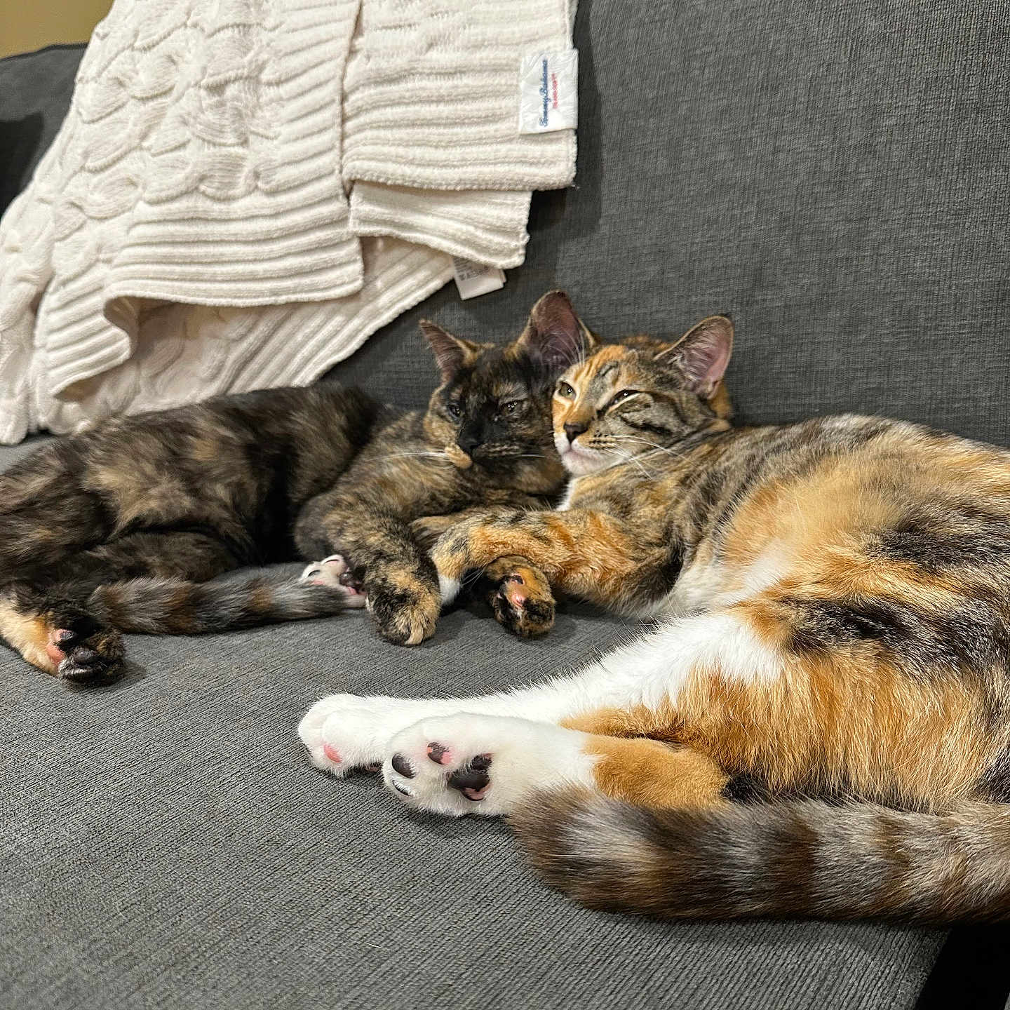Roxy And Ruby joined the competition — help win amazing prizes! animal, blanket, cat, cats, couch, cozy, ears, feline, fur, home, indoor, knitted, paw, pet, relaxed, resting, sofa, tabby, tortoiseshell, whiskers