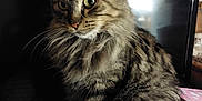 Fenrir a rejoint le concours — aidez-le/la à gagner de superbes lots ! cat, tabby, fluffy, fur, pet, animal, indoor, sitting, portrait, mammal, whiskers, ears, eyes, tail, domestic, feline, cute, home, relaxed, soft