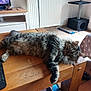 cat, tabby_cat, feline, fluffy, wooden_table, indoor, living_room, cat_tree, television, radiator, floor_tiles, relaxed, pet, fur, paw, stretching, furniture, cozy, household, domestic_animal