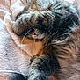 cat, tabby, furry, paw, whiskers, blanket, soft, cozy, sleeping, pet, animal, cute, resting, fur, domestic_animal, relaxing, indoor, closeup, pink, warm