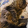 cat, tabby, fluffy, pet, animal, sleepy, cozy, blanket, indoor, resting, fur, paw, cute, relaxed, mammal, whiskers, striped, domestic, comfort, bed