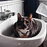 Willow is registered to the contest to win money with this photo: animal, basin, bathroom, black_and_white, cat, close_up, collar, domestic_animal, ears, faucet, funny_pose, fur, indoors, pet, portrait, sink, staring, tuxedo_cat, vintage_decor, whiskers