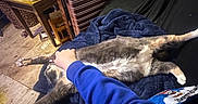 Willow is registered to the contest to win money with this photo: animal, belly_up, blue_blanket, cat, couch, feline, flowers, gray_cat, human_hand, indoor, living_room, luggage, lying_down, pet, petting, relaxed, sleepy, suitcase, white_cat, wooden_floor