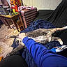 animal, belly_up, blue_blanket, cat, couch, feline, flowers, gray_cat, human_hand, indoor, living_room, luggage, lying_down, pet, petting, relaxed, sleepy, suitcase, white_cat, wooden_floor