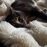 Willow is registered to the contest to win money with this photo: animal, bedding, black_and_white, blanket, cat, close_up, cozy, cute, ears, eyes, fur, indoor, kitten, lying_down, pet, portrait, relaxed, sleeping, soft_texture, whiskers