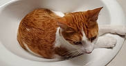Oscar joined the competition — help win amazing prizes! cat, orange_cat, white_cat, sink, bathroom, countertop, faucet, toiletries, lotion, tube, bottle, relaxing, pet, animal, domestic_cat, fur, whiskers, ears, resting, curled_up