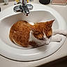 cat, orange_cat, white_cat, sink, bathroom, countertop, faucet, toiletries, lotion, tube, bottle, relaxing, pet, animal, domestic_cat, fur, whiskers, ears, resting, curled_up