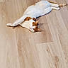 Oscar is registered to the contest to win money with this photo: cat, orange_and_white_cat, floor, wooden_floor, stretching, pet, indoor, curious, animal, feline, paw, tail, ear, whiskers, relaxed, domestic, home, sandal, footwear, casual