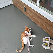 Oscar joined the competition — help win amazing prizes! cat, orange_cat, white_cat, leash, slippers, smiling_sunflower, porch, floor, window, wood_wall, pet, domestic_animal, relaxing, indoor_outdoor, animal_leash, footwear, home, resting_cat, quiet, daylight