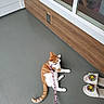 cat, orange_cat, white_cat, leash, slippers, smiling_sunflower, porch, floor, window, wood_wall, pet, domestic_animal, relaxing, indoor_outdoor, animal_leash, footwear, home, resting_cat, quiet, daylight