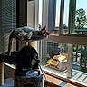 Oscar joined the competition — help win amazing prizes! cat, cat_tree, sleeping, window, blinds, sunlight, fan, balcony, cardboard_box, guitar, indoor, furniture, pet, relaxing, daylight, houseplant, home_interior, orange_and_white_cat, resting, quiet