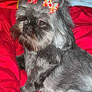 June Bug is registered to the contest to win money with this photo: adorable, animal, bed, blanket, bow, cozy, cute, dog, domestic_animal, fluffy, fur, gray_fur, indoors, looking_away, lying_down, pet, portrait, red_blanket, red_bow, small_dog