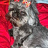 adorable, animal, bed, blanket, bow, cozy, cute, dog, domestic_animal, fluffy, fur, gray_fur, indoors, looking_away, lying_down, pet, portrait, red_blanket, red_bow, small_dog