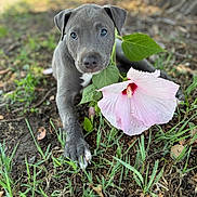 Mr. Dahmer is registered to the contest to win money with this photo: puppy, dog, flower, pink_hibiscus, grass, soil, leaves, outdoor, nature, closeup, cute, young, animal, pet, plant, summer, greenery, adorable, ground, tree