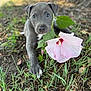 puppy, dog, flower, pink_hibiscus, grass, soil, leaves, outdoor, nature, closeup, cute, young, animal, pet, plant, summer, greenery, adorable, ground, tree