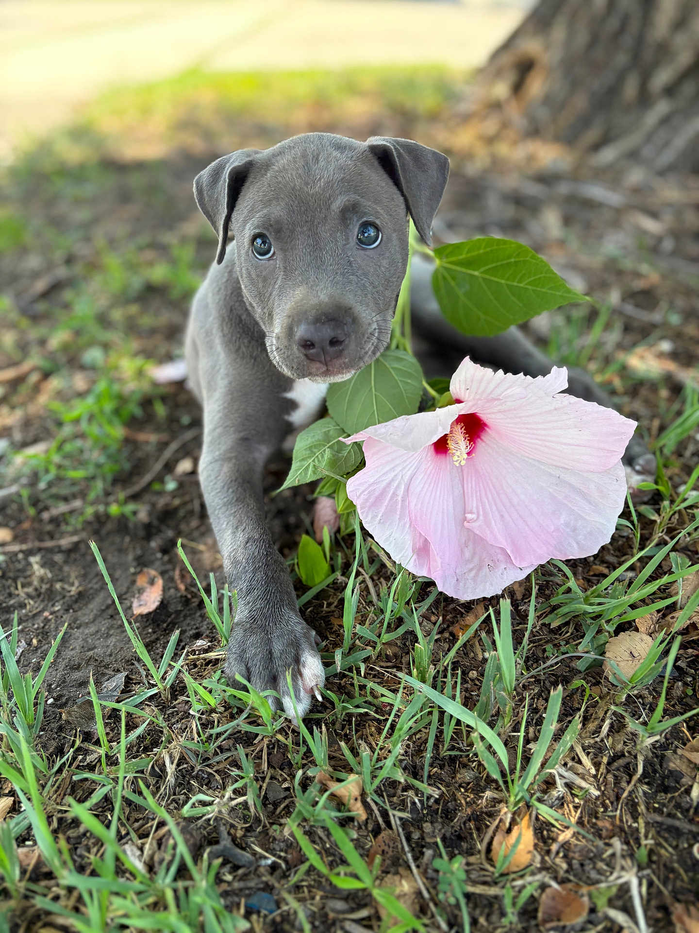 Mr. Dahmer is registered to the contest to win money with this photo: puppy, dog, flower, pink_hibiscus, grass, soil, leaves, outdoor, nature, closeup, cute, young, animal, pet, plant, summer, greenery, adorable, ground, tree