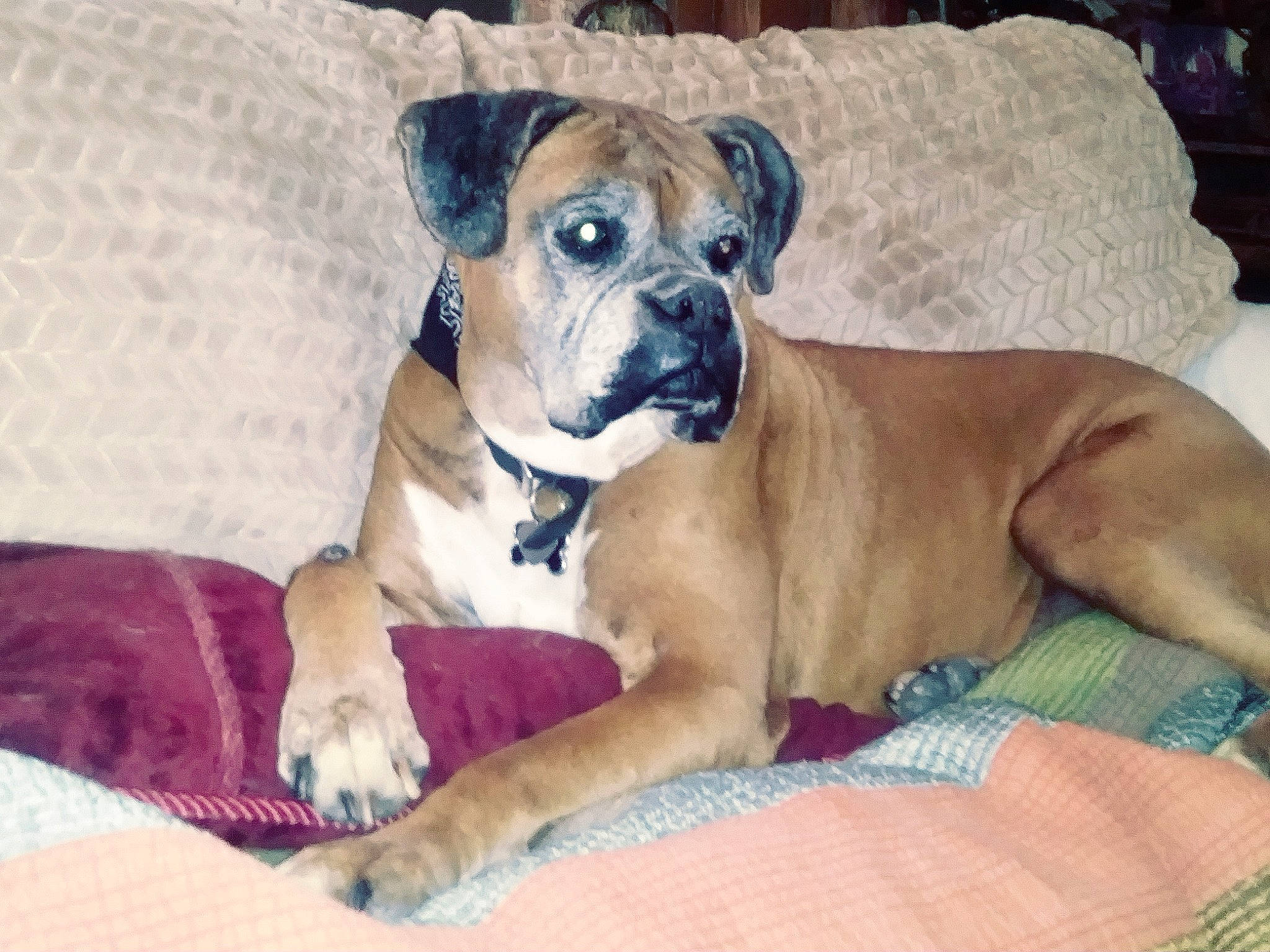 Joe Boxer joined the competition — help win amazing prizes! boerboel, boxer, bullmastiff, canidae, carnivore, companion_dog, dog, dog_breed, fawn, mammal, molosser, non_sporting_group, perro_de_presa_mallorquin, rare_breed_dog, snout, sporting_group, valley_bulldog, vertebrate