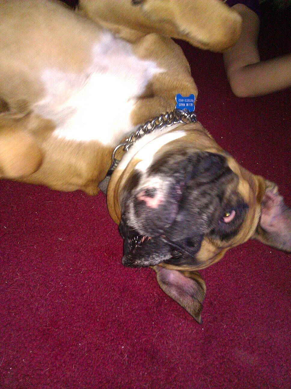 Joe Boxer joined the competition — help win amazing prizes! american_bulldog, american_pit_bull_terrier, australian_bulldog, boxer, bulldog, canidae, carnivore, companion_dog, dog, dog_breed, dorset_olde_tyme_bulldogge, fawn, mammal, non_sporting_group, old_english_bulldog, olde_english_bulldogge, pit_bull, renascence_bulldogge, snout, valley_bulldog