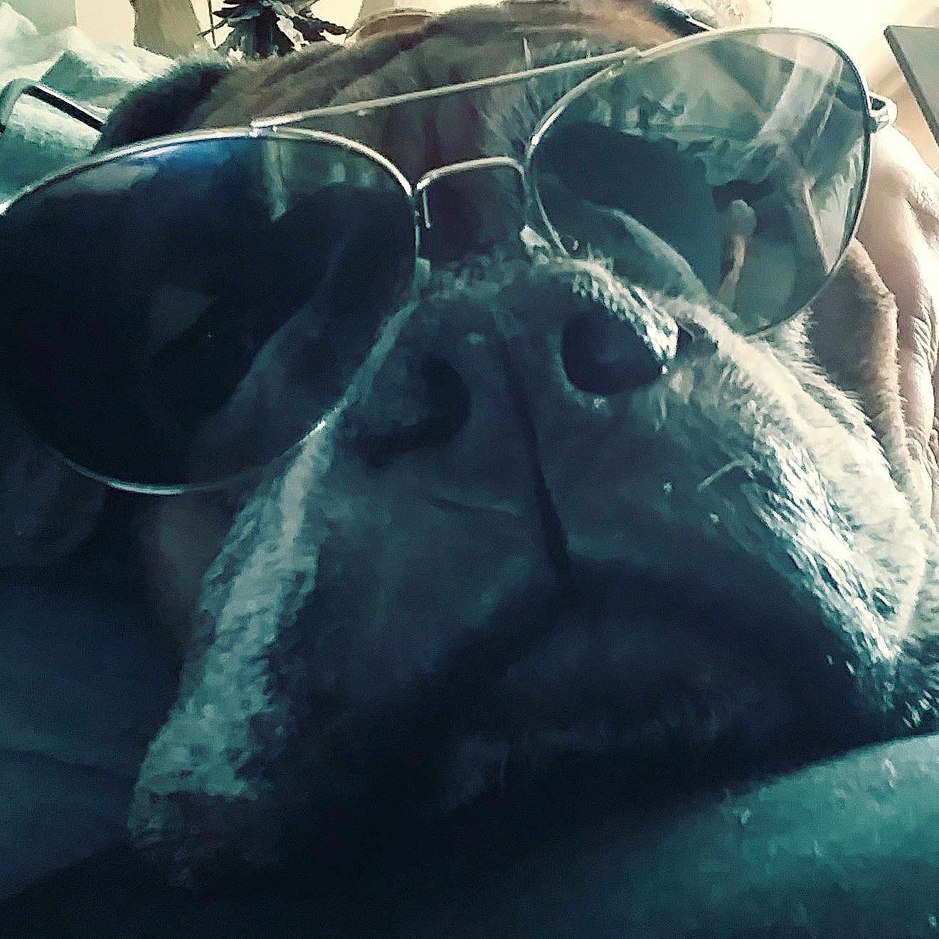 Joe Boxer