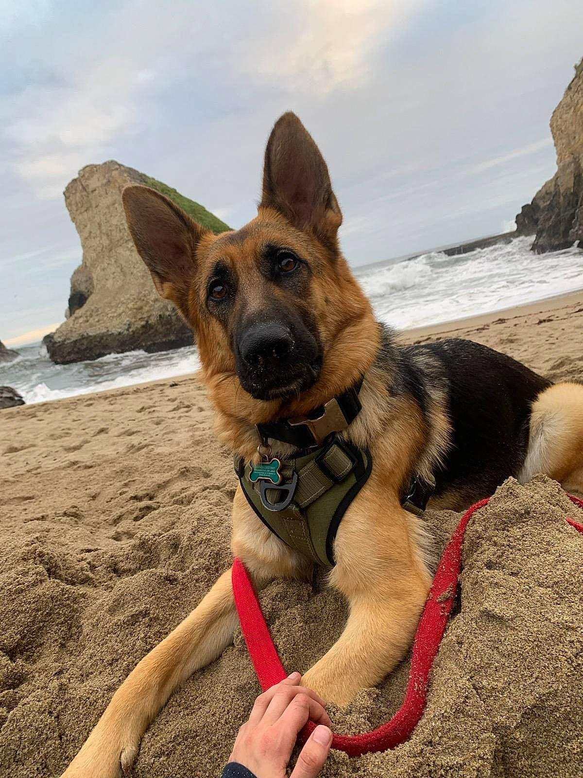 Riley is registered to the contest to win money with this photo: adventure, beach, canidae, carnivore, cloud, collar, dog, dog_breed, dog_collar, fawn, fun, herding_dog, lake, pet_supply, recreation, sky, snout, sporting_group, water, working_animal