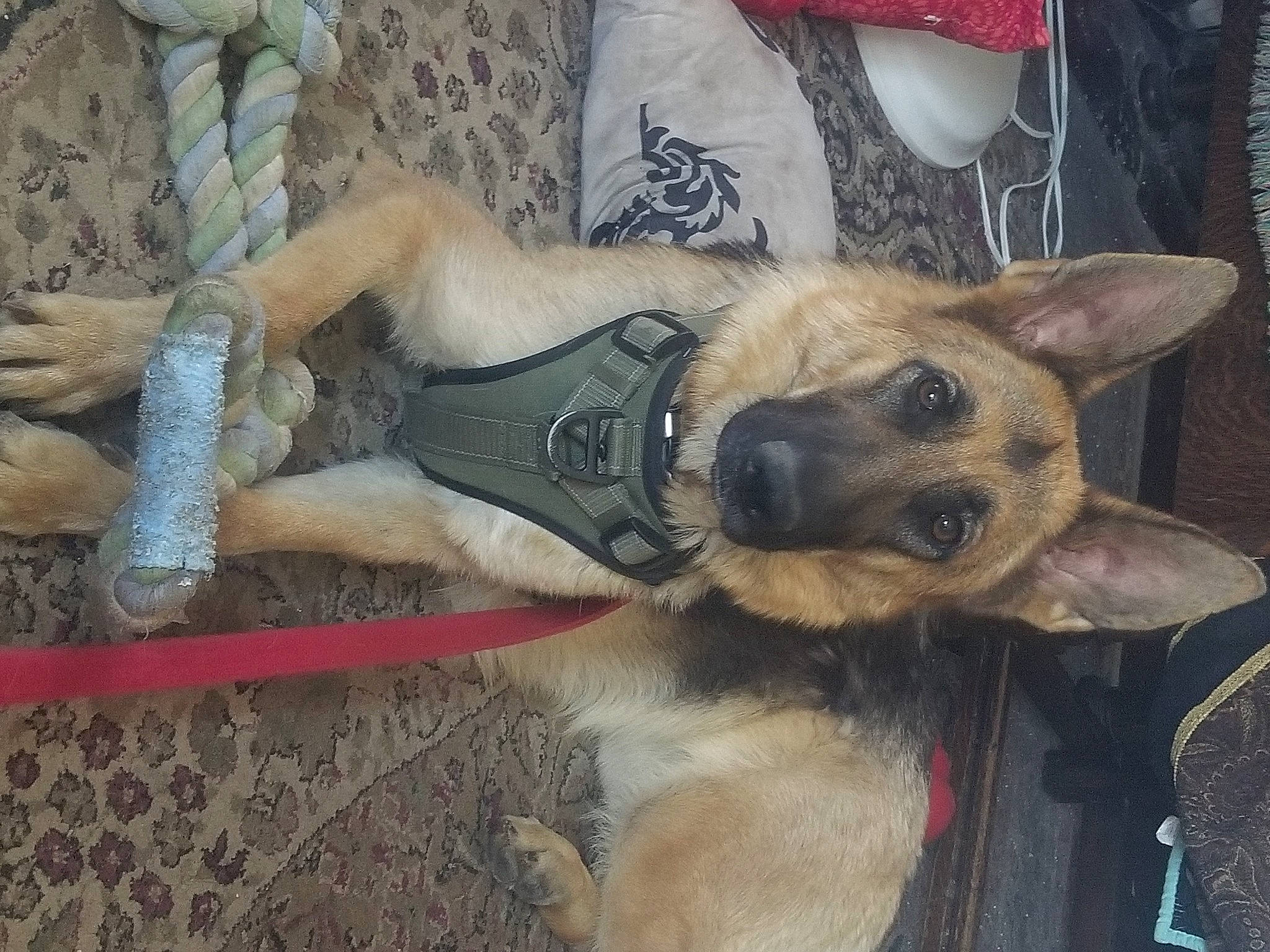 Riley joined the competition — help win amazing prizes! canidae, carnivore, companion_dog, dog, dog_breed, dog_supply, east_european_shepherd, fawn, foot, fur, german_shepherd_dog, herding_dog, paw, snout, sporting_group, terrestrial_animal, working_animal, working_dog