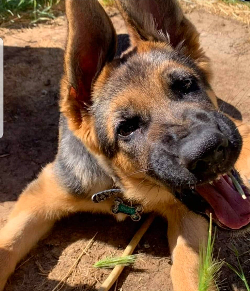 Riley is registered to the contest to win money with this photo: canis, carnivore, companion_dog, dog, dog_breed, dog_supply, eye, fawn, fur, german_shepherd_dog, herding_dog, old_german_shepherd_dog, plant, snout, sporting_group, terrestrial_animal, whiskers, wildlife, working_animal, working_dog