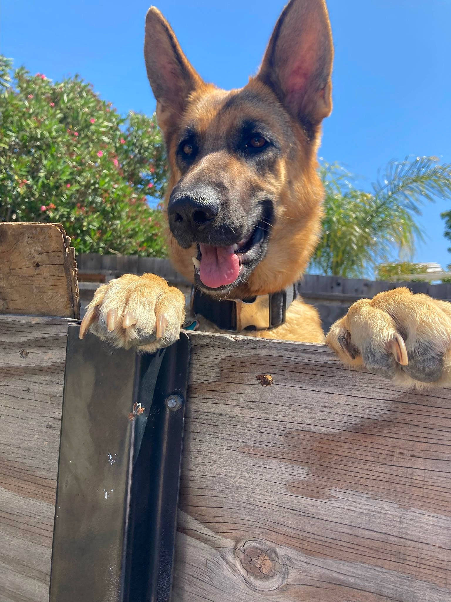 Riley joined the competition — help win amazing prizes! biting, canidae, carnivore, companion_dog, dog, dog_breed, east_european_shepherd, fawn, german_shepherd_dog, guard_dog, herding_dog, lumber, plant, sky, snout, sporting_group, terrestrial_animal, tree, wood, working_dog