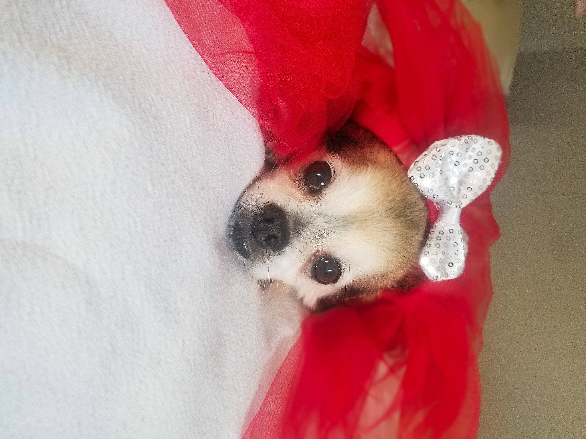 Trixy is registered to the contest to win money with this photo: bed, canidae, carmine, carnivore, chihuahua, companion_dog, costume_hat, dog, dog_breed, dog_clothes, dog_supply, fawn, fur, paw, snout, sporting_group, tail, toy_dog, whiskers, working_animal