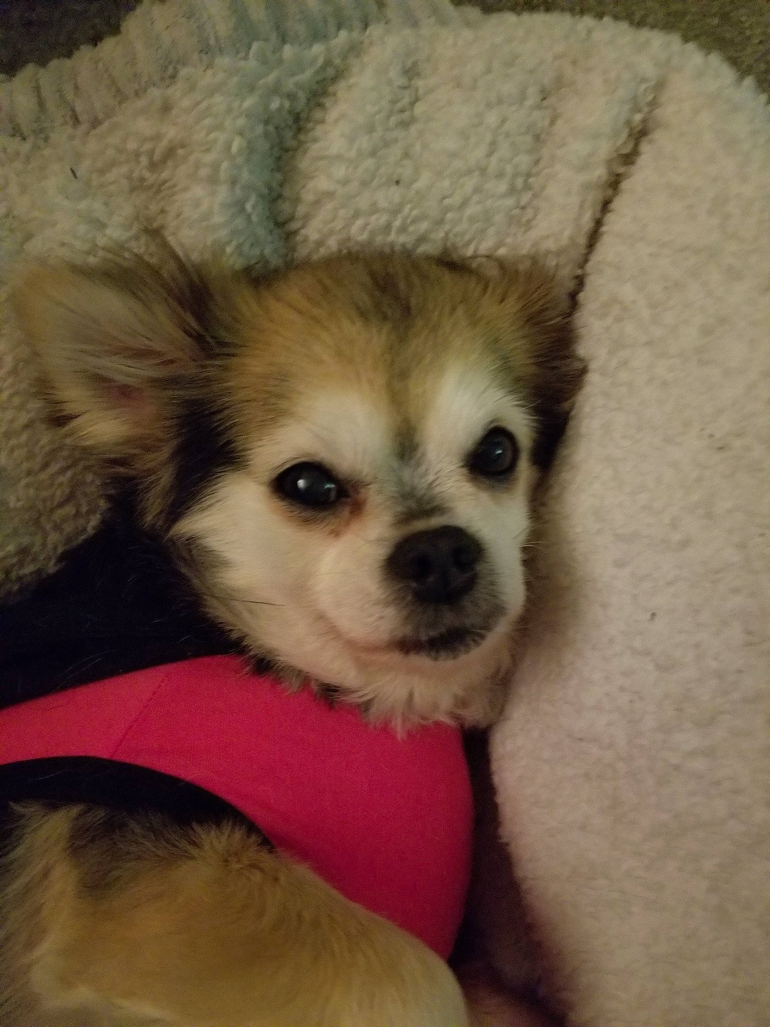 Trixy is registered to the contest to win money with this photo: canidae, carnivore, companion_dog, dog, dog_breed, fawn, mammal, morkie, pomeranian, puppy, puppy_love, rare_breed_dog, skin, snout, sporting_group, tibetan_spaniel, toy_dog, vertebrate, whiskers