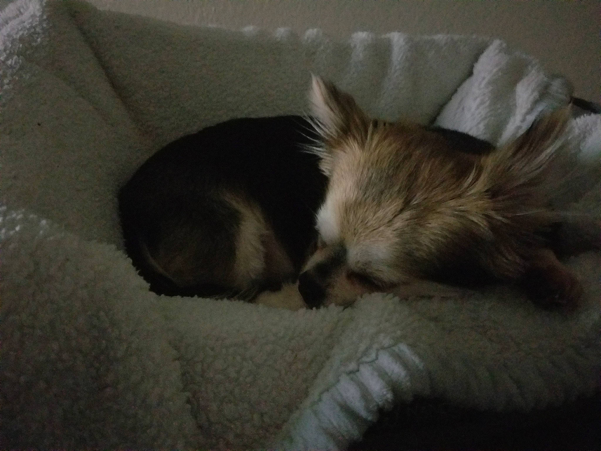 Trixy joined the competition — help win amazing prizes! canidae, carnivore, companion_dog, dog, dog_breed, ear, fawn, mammal, morkie, nap, puppy, shih_tzu, snout, toy_dog, vertebrate, whiskers