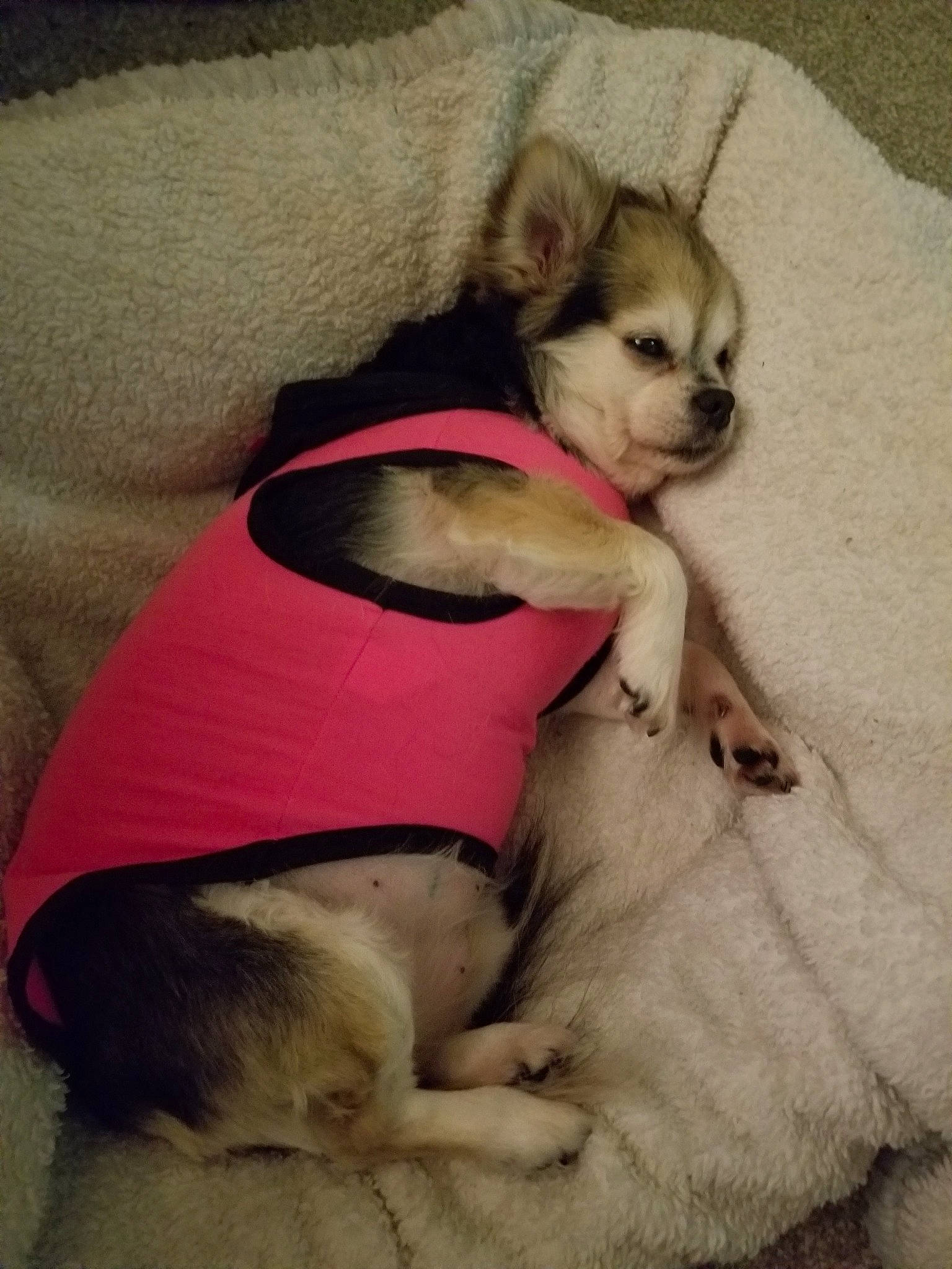 Trixy is registered to the contest to win money with this photo: alaskan_klee_kai, canidae, carnivore, chihuahua, companion_dog, dog, dog_breed, dog_clothes, fawn, puppy, puppy_love, siberian_husky, snout, tail, toy_dog