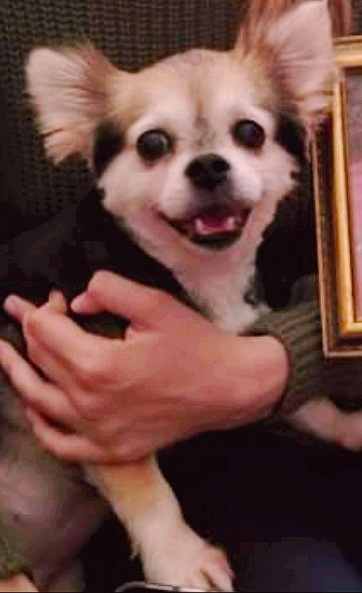 Trixy joined the competition — help win amazing prizes! ancient_dog_breeds, canidae, carnivore, companion_dog, dog, dog_breed, ear, eye, head, mammal, nose, photo_caption, pomeranian, puppy, puppy_love, rare_breed_dog, skin, snout, toy_dog, vertebrate