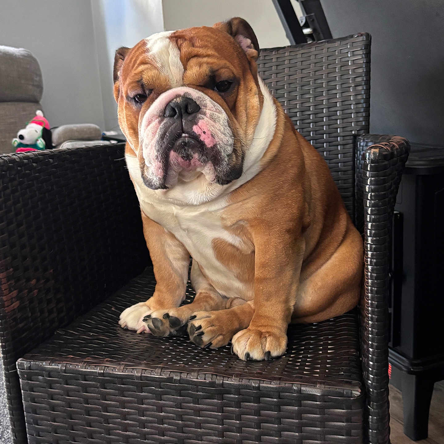 Ramsey joined the competition — help win amazing prizes! animal, background, brown, bulldog, chair, closeup, cute, dog, floor, furniture, home, indoor, paws, pet, portrait, sitting, toy, white, woven_chair, wrinkles
