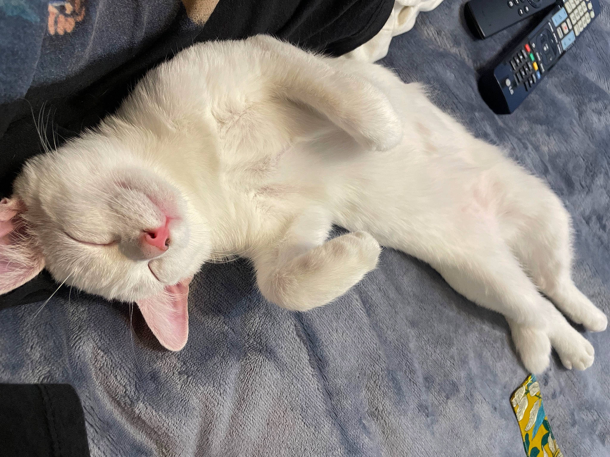 Loullig a rejoint le concours — aidez-le/la à gagner de superbes lots ! canidae, carnivore, cat, claw, comfort, companion_dog, dog_breed, domestic_short_haired_cat, ear, fawn, felidae, foot, fur, gesture, nail, nap, paw, small_to_medium_sized_cats, tail, whiskers