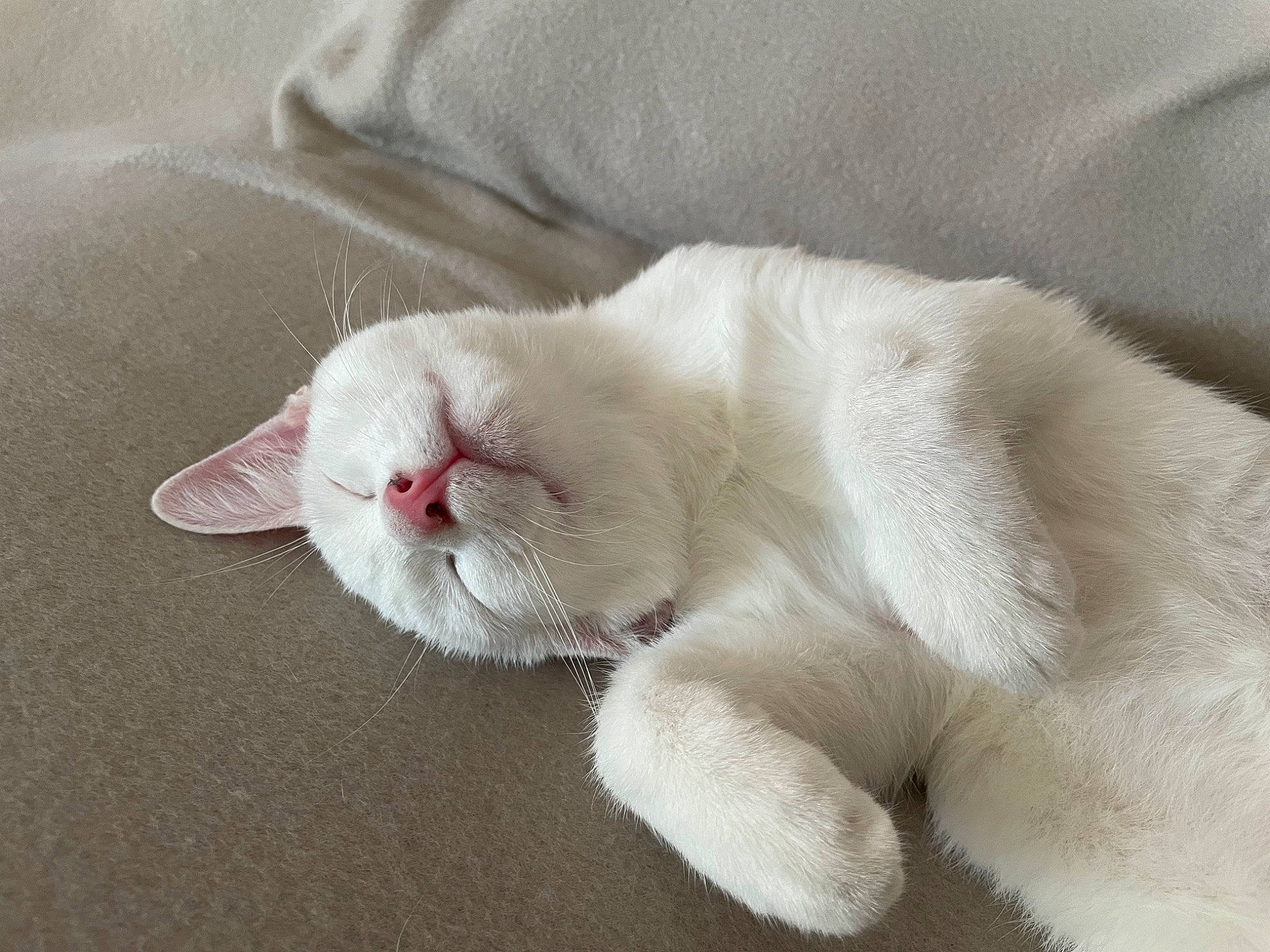 Loullig participe au concours pour gagner de l'argent avec cette photo : carnivore, cat, claw, comfort, domestic_short_haired_cat, felidae, foot, fur, nap, paw, small_to_medium_sized_cats, snout, tail, terrestrial_animal, whiskers