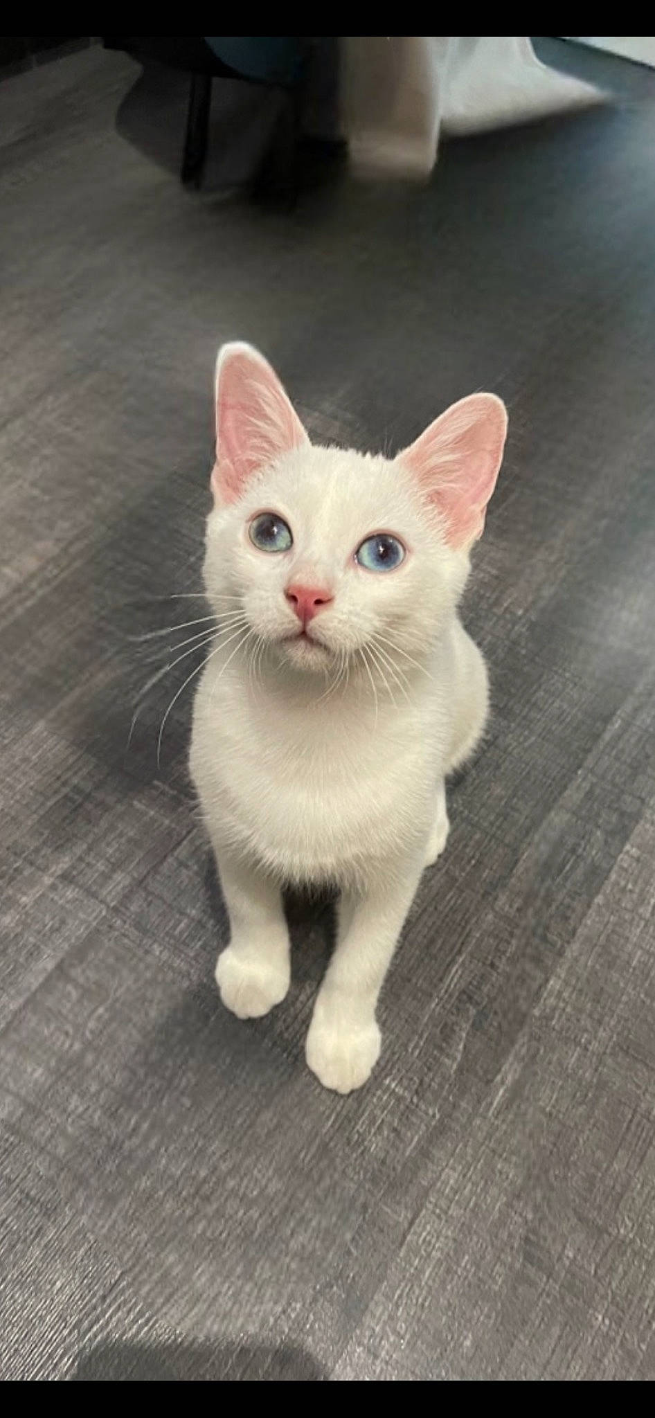 Loullig a rejoint le concours — aidez-le/la à gagner de superbes lots ! carnivore, cat, claw, domestic_short_haired_cat, fawn, felidae, fur, hardwood, paw, small_to_medium_sized_cats, snout, tail, terrestrial_animal, whiskers, wood