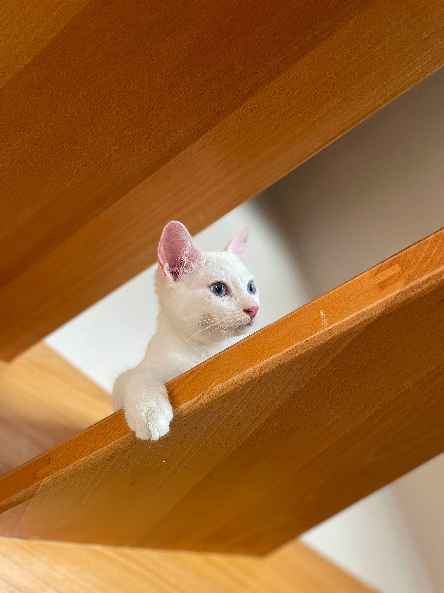 Loullig participe au concours pour gagner de l'argent avec cette photo : bull_terrier, carnivore, comfort, fawn, felidae, foot, hamster, hardwood, mouse, muroidea, paw, pest, plywood, rat, rodent, room, small_to_medium_sized_cats, tail, whiskers, wood