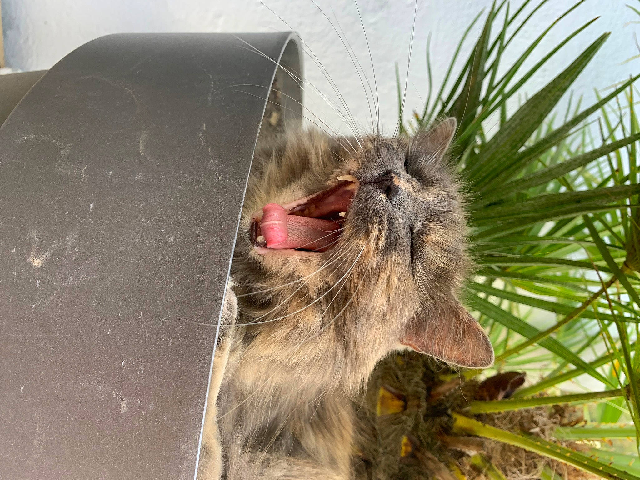 ZoÉ a rejoint le concours — aidez-le/la à gagner de superbes lots ! arecales, carnivore, claw, fang, felidae, flightless_bird, fur, grass, marsupial, palm_tree, plant, primate, roar, snout, terrestrial_animal, terrestrial_plant, tree, virginia_opossum, whiskers, wildlife