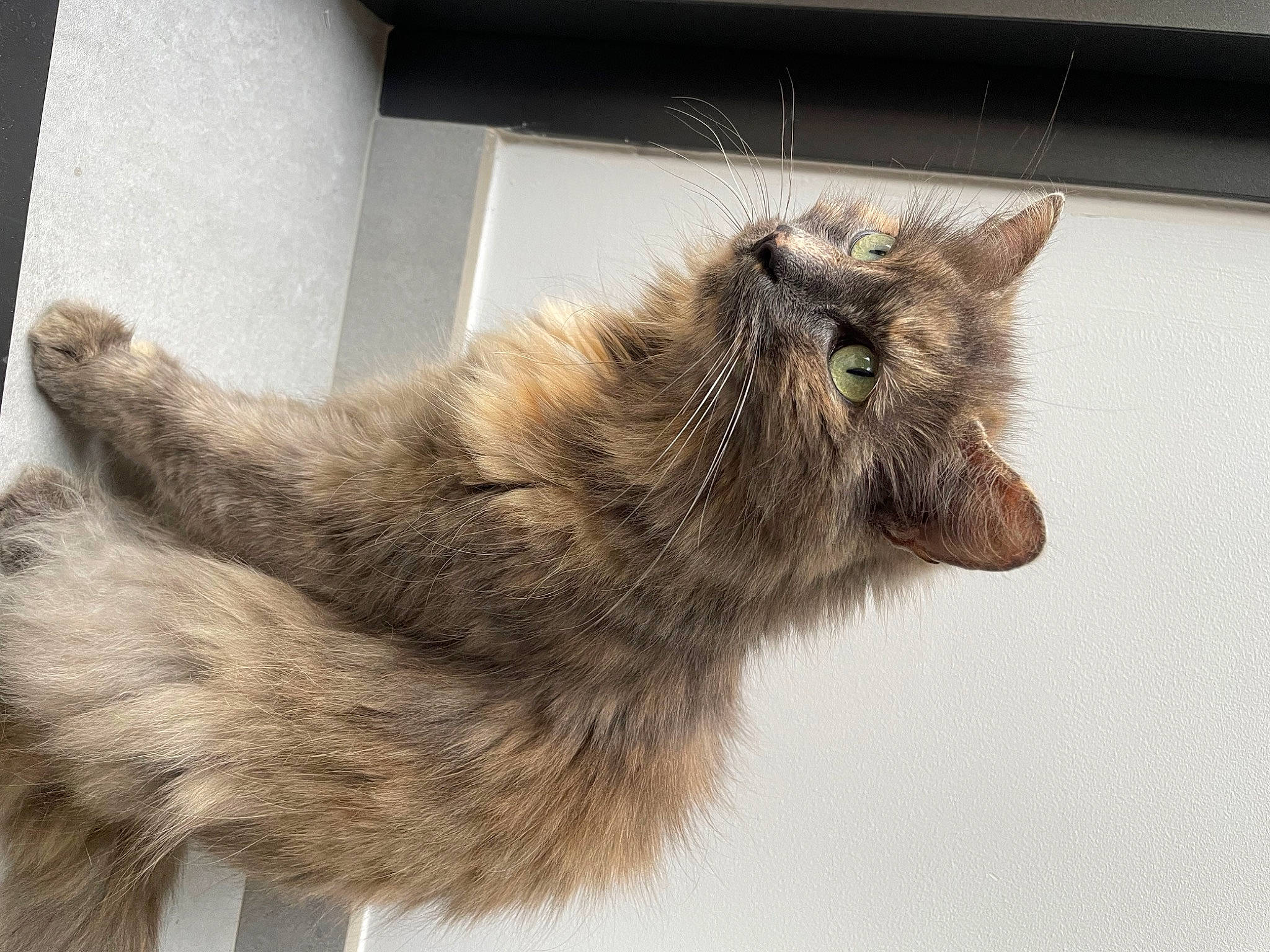 ZoÉ a rejoint le concours — aidez-le/la à gagner de superbes lots ! carnivore, cat, claw, domestic_short_haired_cat, fawn, felidae, fur, metal, nap, paw, small_to_medium_sized_cats, tail, terrestrial_animal, whiskers