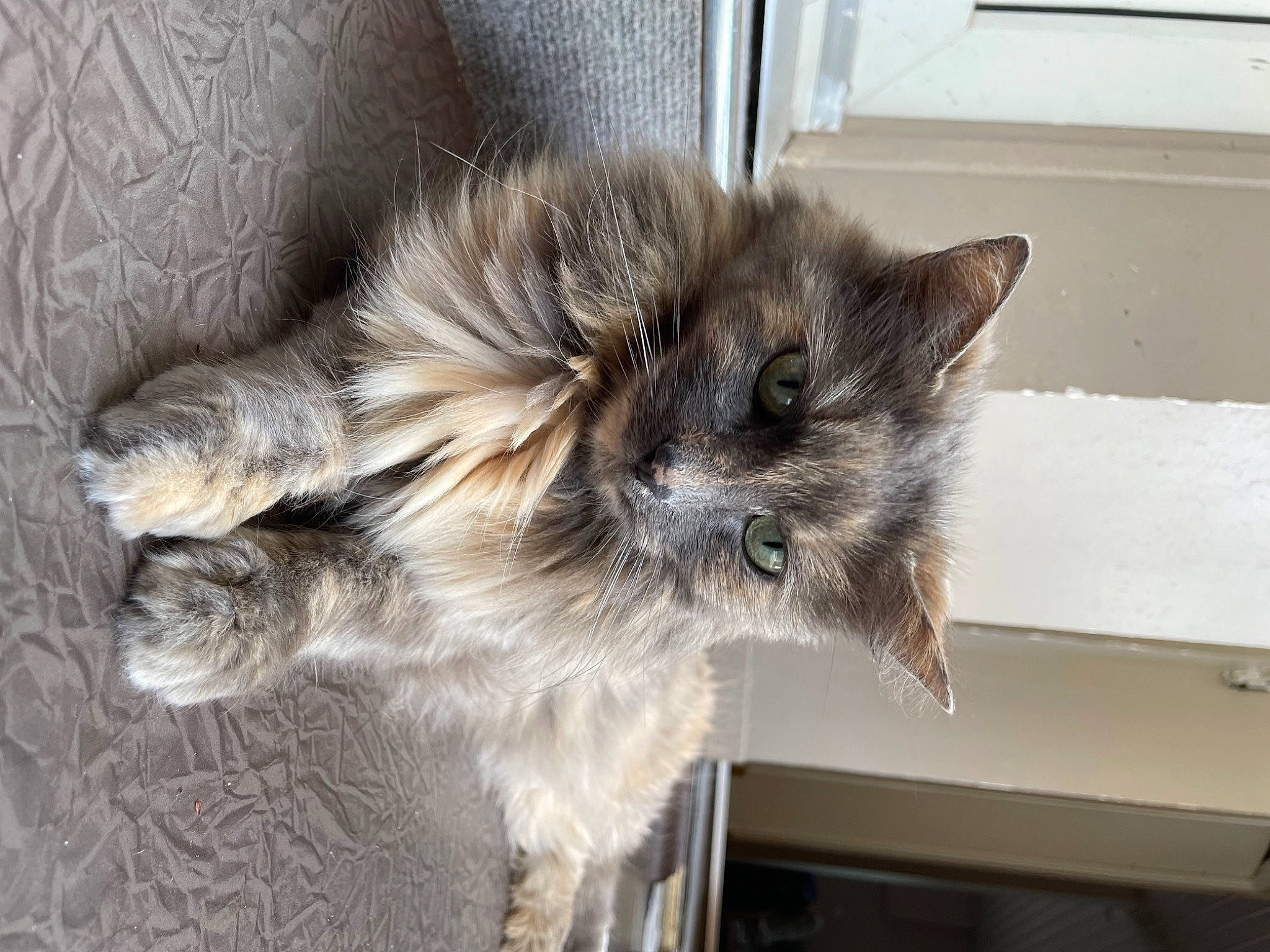 ZoÉ participe au concours pour gagner de l'argent avec cette photo : british_longhair, carnivore, cat, claw, comfort, fawn, felidae, fur, grey, paw, plant, small_to_medium_sized_cats, snout, tail, terrestrial_animal, whiskers, window