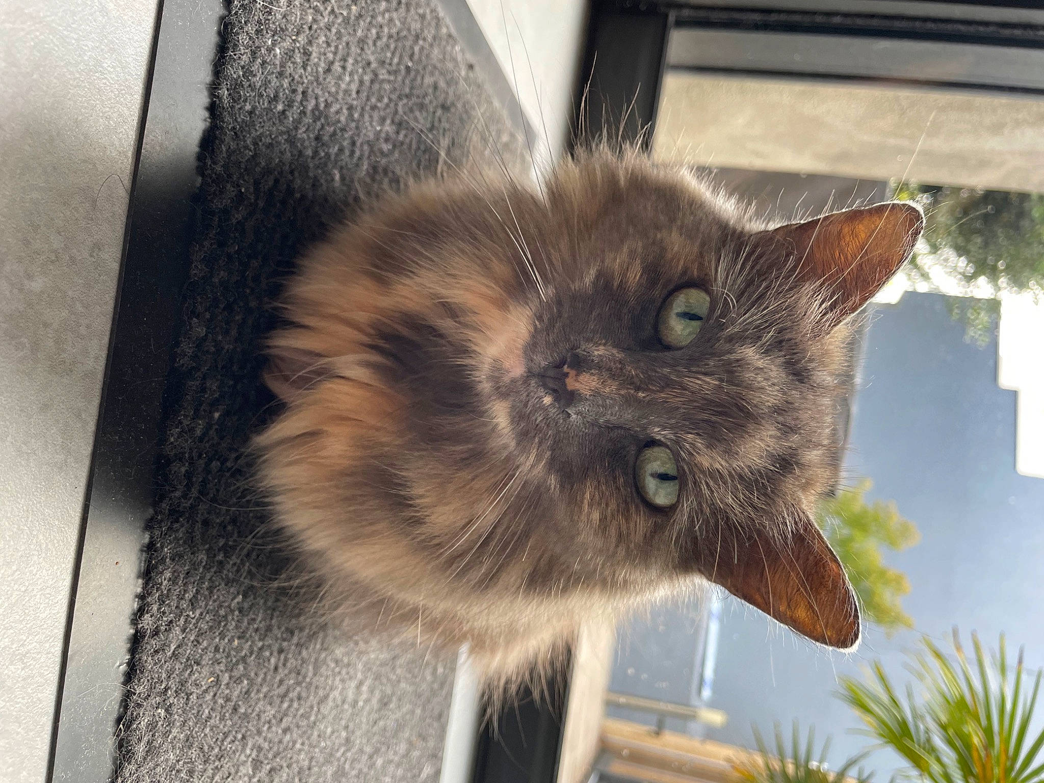 ZoÉ a rejoint le concours — aidez-le/la à gagner de superbes lots ! carnivore, cat, claw, domestic_short_haired_cat, fawn, felidae, fur, grass, plant, small_to_medium_sized_cats, snout, tail, terrestrial_animal, tree, whiskers, window, wood